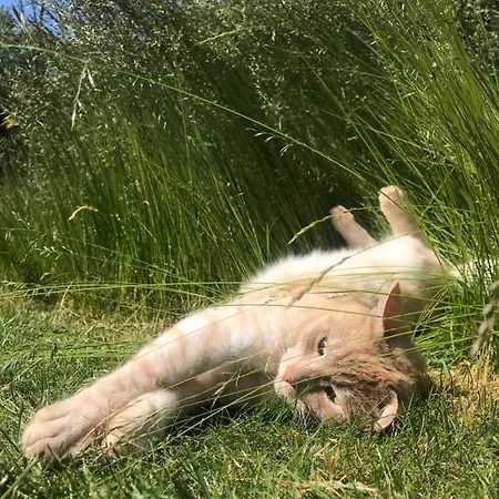 Apartamento Landligt Ophold Pa Midtgard Vamdrup