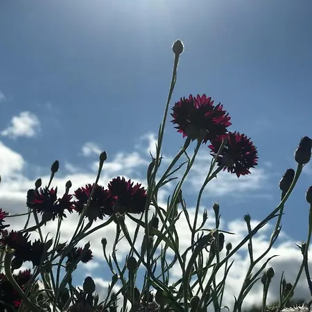 Daire Landligt Ophold Pa Midtgard Vamdrup