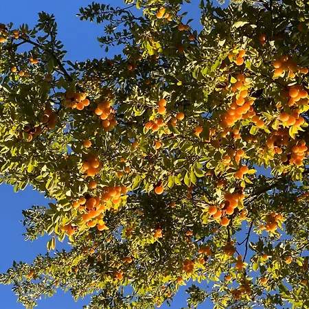 Landligt Ophold Pa Midtgard Vamdrup